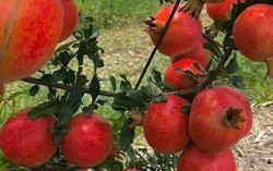 Tin vui cho 'tín đồ' trái cây ngoại: 2 loại quả nổi tiếng của Ấn Độ sắp vào Việt Nam, hứa hẹn giá 'vừa túi tiền'