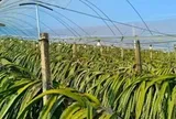 Không phải sầu riêng, Trung Quốc than khó với loại trái cây Việt Nam đang sản xuất đứng đầu thế giới: Giá chạm đáy 18.000 đồng/kg