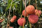 Sản lượng giảm mạnh, vải đầu vụ giá từ 50.000 - 70.000 đồng/kg