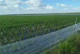 Mô hình trồng lúa quen thuộc ở Việt Nam sang Cuba lại "gây sốt": Bất ngờ từ "đội quân" 2 chân