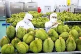 Sầu riêng 'tắc' kiểm nghiệm Cadimi, rớt giá: Đang làm việc với Trung Quốc