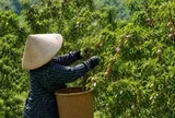 Loại quả bán đầy chợ Việt sang Mỹ thành hàng đắt đỏ: Có nơi giá chạm mốc 700.000 đồng/kg, ai cũng ngỡ ngàng