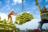 Giá gạo xuất khẩu tăng