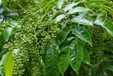Thứ quả rừng từng rẻ như cho nay giá vọt lên 350.000đ/kg: 'Đệ nhất gia vị' được dân sành ăn săn lùng