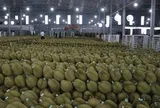 Truy xuất nguồn gốc sầu riêng: Bước đi tất yếu