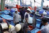 Gia Lai đề xuất xây dựng trung tâm đấu giá cá ngừ đại dương đầu tiên ở Đông Nam Á