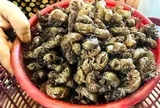 Thương lái bất ngờ thu mua 1 loại xác động vật giá 2 triệu đồng/kg, người dân đổ xô vào rừng tìm