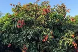 Trung Quốc chạy đua đưa mặt hàng 'vàng treo trên cây' sang Trung Đông, cước hàng không tăng gấp 5 lần
