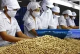 Ngành điều Việt Nam: Từ 'công xưởng chế biến' tới bài toán thương hiệu