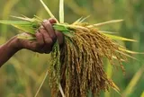 Vừa tuyên bố sẽ tự túc lương thực, một khách ruột của Việt Nam chuẩn bị trở thành 'trùm' xuất khẩu: Hàng chục nghìn tấn giao thành công sang Trung Đông