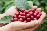 Giá cà phê giảm, gạo xuất khẩu chững lại