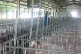 Giá heo hơi hôm nay, 4-6: Phía Nam có giá mới