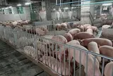 Đại gia chăn nuôi muốn xây 3-5 chung cư nuôi heo tại Hà Nội: Mỗi chung cư có 8.400 heo nái, cung cấp 250.000 heo thịt/năm