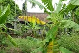Vì sao người xưa thường trồng cây chuối sau nhà?