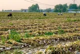 Sau gạo, Indonesia tuyên bố sẽ tự túc một loại nông sản trong vòng 4 năm: Đang phụ thuộc 90% vào Trung Quốc, Việt Nam trồng rất nhiều