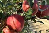 Trung Quốc quyết tâm làm giàu với loại quả Việt Nam đang trồng rất nhiều: Ứng dụng AI và dữ liệu lớn, giá cao hơn 20%