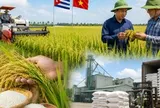 Việt Nam mang "bí quyết trồng lúa" sang Cuba, kết quả sau vài tháng gây chú ý