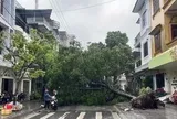 Móng Cái gió giật cấp 11, cây bật gốc, nhà tốc mái