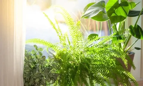 3 loại cây không nên đặt trong nhà vào năm Bính Ngọ