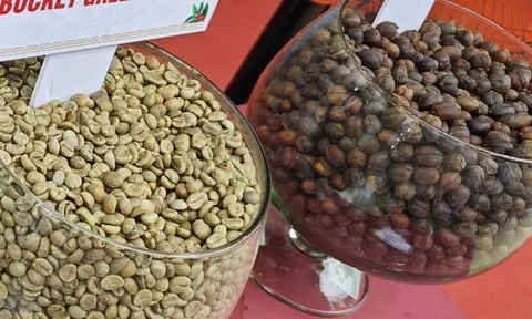 Giá cà phê hôm nay 7-2: Chốt tuần giảm mạnh