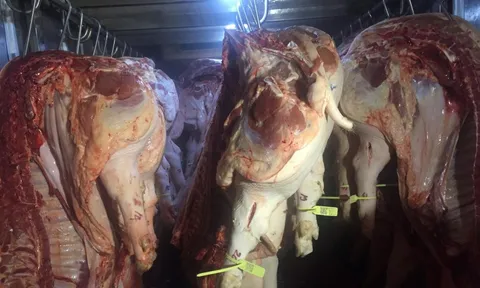 Giá heo hơi hôm nay, 10-2: Giá thịt heo tại chợ đầu mối tăng cao