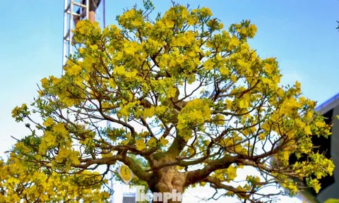 Mai vàng 500 triệu đồng xuống phố