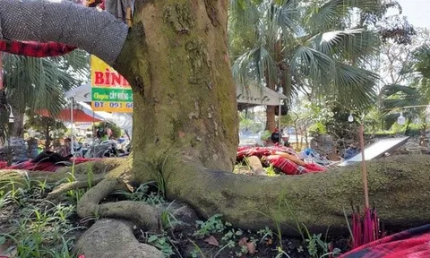 Chủ cây mai vàng “Nghinh Xuân Bính Ngọ” tiết lộ lý do rao bán 3,7 tỉ đồng