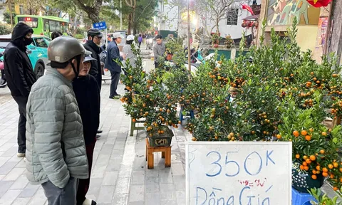 Giữa cao điểm sát Tết 2026, tiểu thương bất ngờ xả đào, quất thu hồi vốn