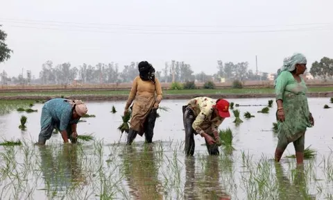 Vừa tuyên bố sẽ tự túc lương thực, khách ruột của gạo Việt lên kế hoạch đẩy mạnh xuất khẩu, 1 triệu tấn sẽ xuất đi những đâu?