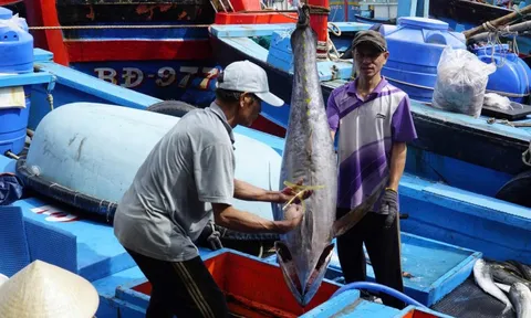 Trúng đậm cá ngừ đại dương, ngư dân Gia Lai vui Tết lớn