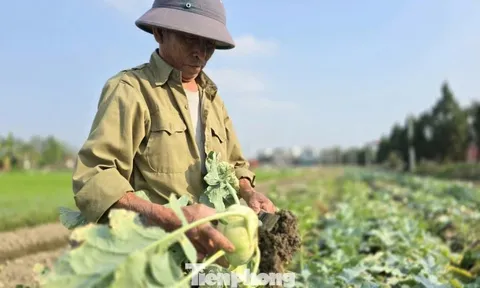 Rau củ được mùa, vì sao nông dân lại mất Tết?