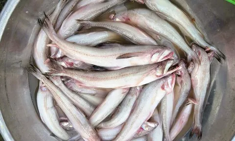 Gần 1 triệu đồng/kg cá khoai, ngư dân hồ hởi "xông biển" ngày đầu năm mới