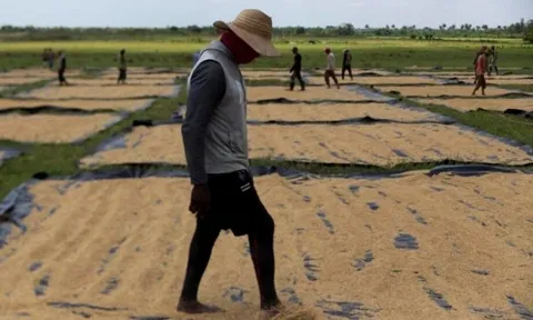 Đang sấy thì mất điện: 1.000 tấn lúa ở Cuba đối diện nguy cơ hư hỏng, chuyên gia Việt "chữa cháy" bằng vật dụng nhà nông nào cũng có
