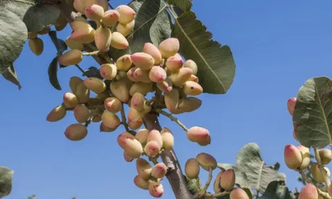 Đắt hơn sầu riêng, Việt Nam bất ngờ thu về hơn 100 triệu USD từ loại quả không tự trồng được, đã tiêu thụ khắp thế giới trong 8.000 năm qua