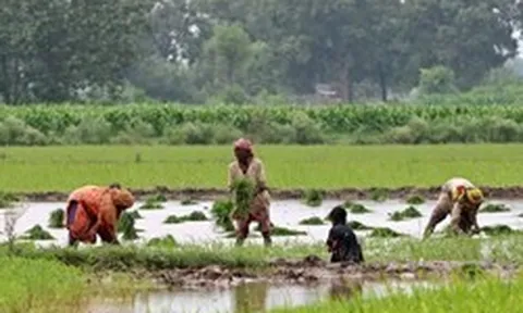 Quốc gia mua nhiều gạo Việt Nam nhất có động thái ‘lạ’