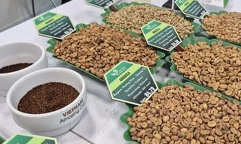 Giá cà phê hôm nay 20-3: Robusta tăng giá 4 ngày liên tiếp