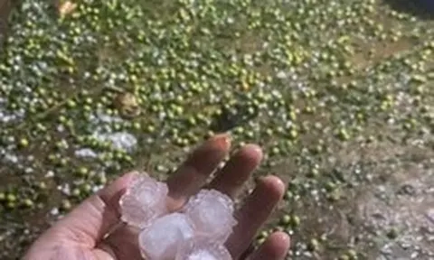 Mưa đá 'tàn phá' hàng trăm ha mận, táo ở Sơn La