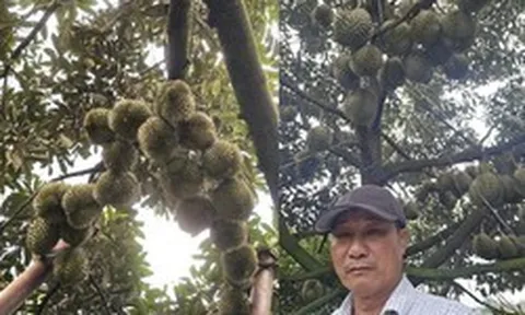 Người nông dân Đắk Lắk thu 15 tỷ/năm nhờ thứ quả 'ngửi thì nồng, ăn thì nghiện': Làm nông nghiệp tử tế, người Việt không thể nghèo