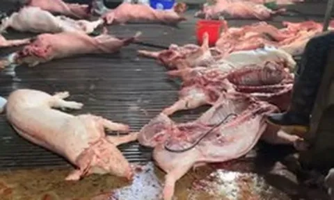 4 cán bộ thú y tiếp tay đưa 300 tấn heo bệnh vào trường học, chợ dân sinh Hà Nội thế nào?