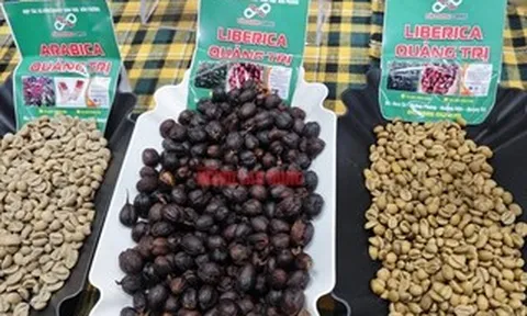 Giá cà phê hôm nay 12-4: Robusta thủng đáy, tương lai thế nào?