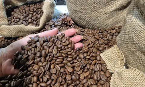 Giá cà phê hôm nay 14-4: Tăng trở lại, Mỹ tăng tốc nhập cà phê Việt