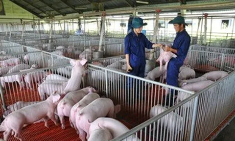 Giá heo hơi hôm nay, 16-4: Khu vực phía Nam có biến động