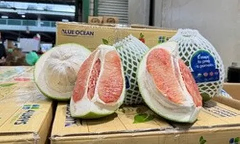 Lô bưởi Việt Nam lần đầu vào Úc