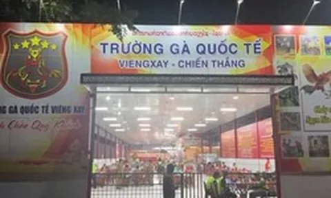 Trường gà 1.200 tỷ: Hé lộ đường dây vận hành tinh vi, kéo con bạc Việt sang Lào