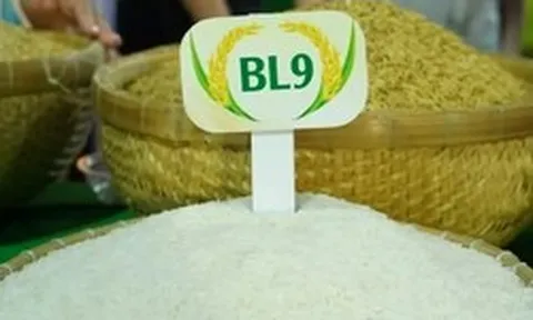 Lộ diện loại gạo ngon nhất Đồng bằng sông Cửu Long