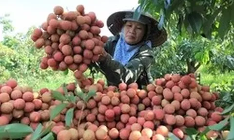 Nghịch lý mùa vải năm nay