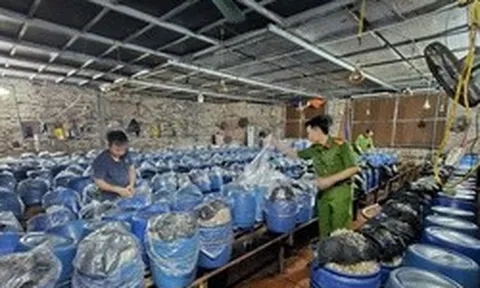 Phát hiện 3 cơ sở dùng hóa chất 6-BAP sản xuất gần 1.000 tấn giá đỗ