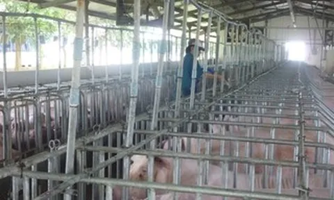 Giá heo hơi hôm nay, 4-6: Phía Nam có giá mới