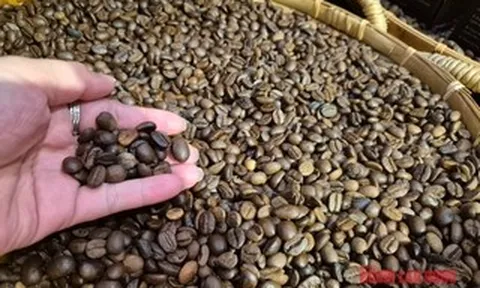 Giá cà phê hôm nay 6-6: Brazil được mùa cà phê kỷ lục nhưng Robusta ít đi