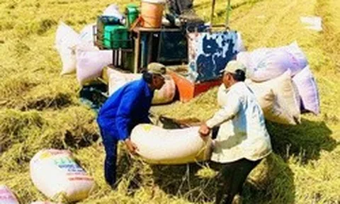Thời cơ nâng giá trị gạo Việt